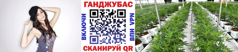 Каннабис Amnesia  Сысерть 
